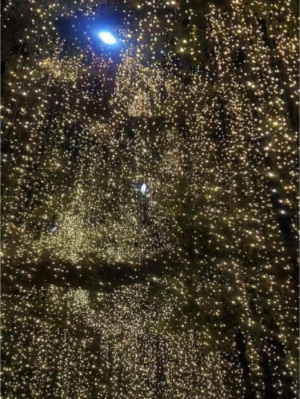 River Oaks Christmas Lights